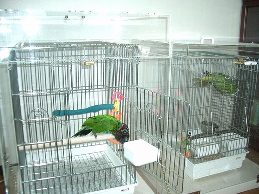 アクリルケース内のインコの様子