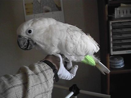 �r�Ɏ~�܂�^�C�n�N�I�E��