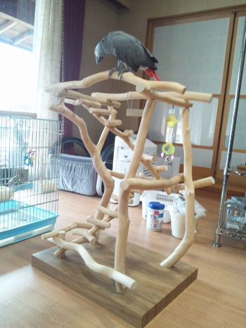 �o�[�h�W���ɏ�郈�E��