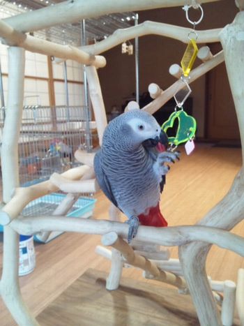 �I���`���ŗV�ԃ��E��