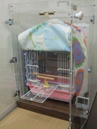 �R�U�N���C���R�̒���������ꂽ�A�N�����P�[�X