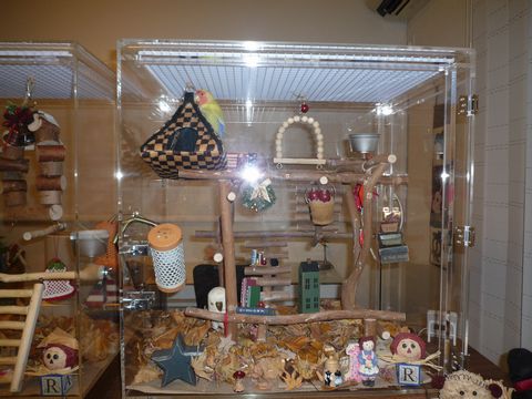 �R�U�N���C���R�̃A�N�����P�[�X