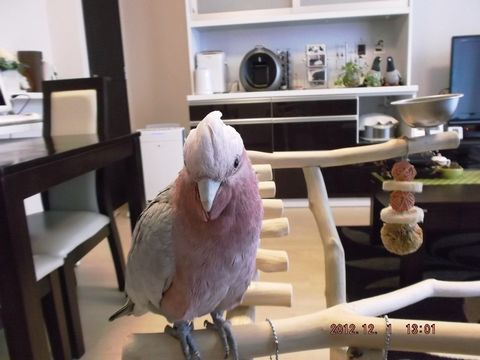 �W���ɏ�郂���C���C���R