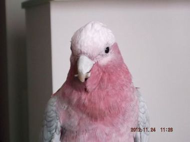 ���}�����������C���C���R