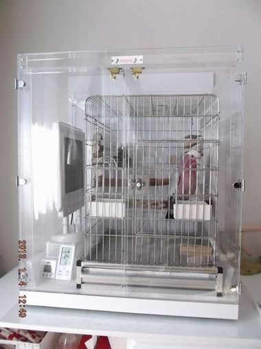 �����C���C���R�̃A�N�����P�[�X