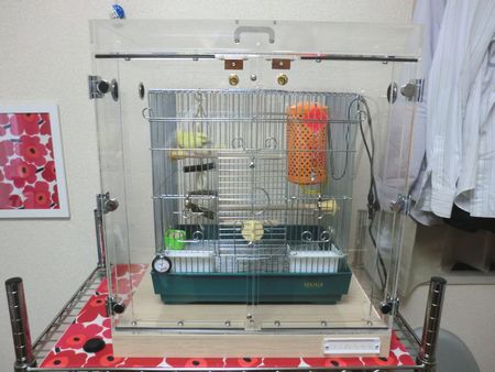 �R�U�N���C���R�̒���������ꂽ�A�N�����P�[�X