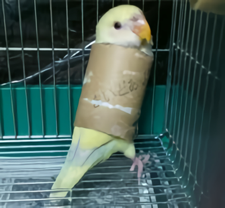 �g�C���b�g�y�[�p�[�̐c�ɓ���R�U�N���C���R