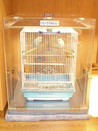 �Z�L�Z�C�C���R�̒���������ꂽ�A�N�����P�[�X