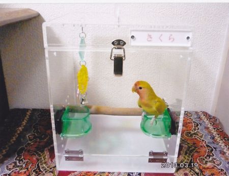 �R�U�N���C���R�̃L�����[�P�[�X