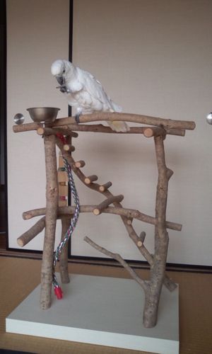 �o�[�h�W���ɏ��p���_�R�J�g�D