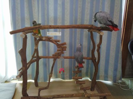 �l�X�ȃC���R���V�ԃo�[�h�W��