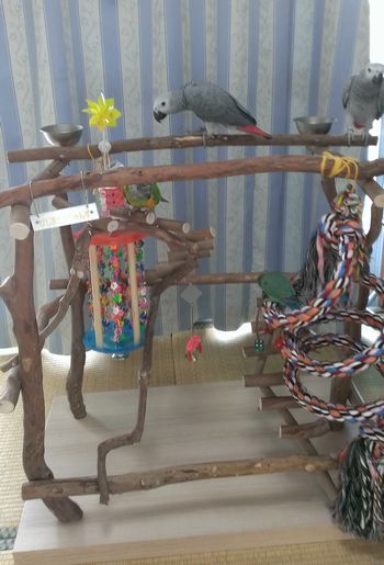 ���O�b�Y�������