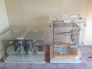 �C���R�̃A�N�����P�[�X�@������2����[