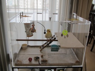 オカメインコのアクリルケース