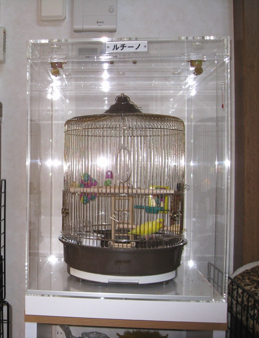 �C���R�̒���������ꂽ�A�N�����P�[�X