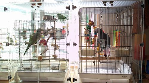 �C���R�̒���������ꂽ�A�N�����P�[�X