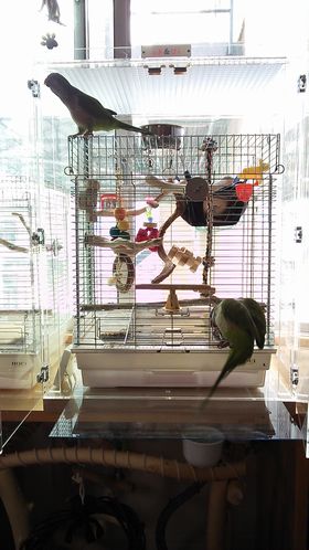 �y�������ɗV�ԃI�L�i�C���R