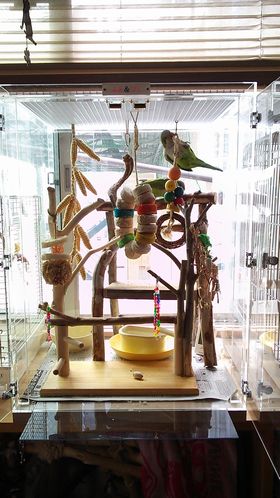 �A�N�����P�[�X�Ɏ~�܂�ؐݒu