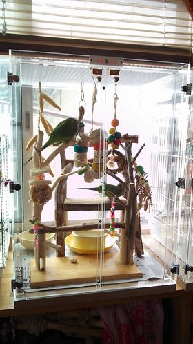 �~�܂�؂ŗV�ԃI�L�i�C���R