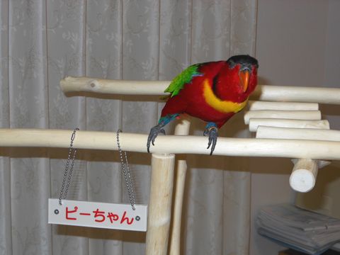 �~�܂�؂ɏ��Y�O�����_���J�P�C���R