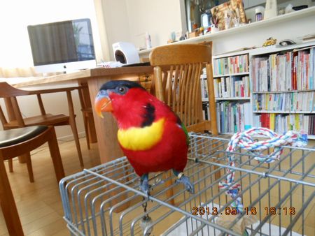 �Y�O�����_���J�P�C���R