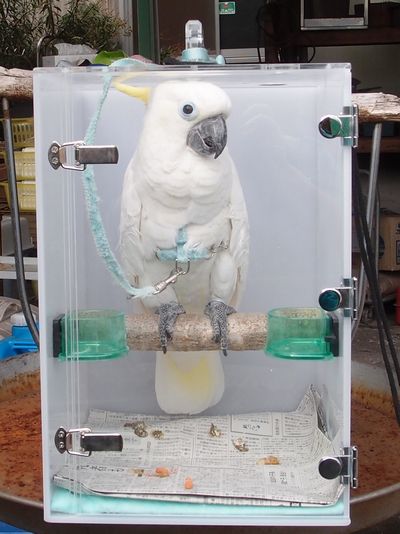 アオメキバタンのアクリルキャリー