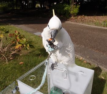 おやつを食べるアオメキバタン