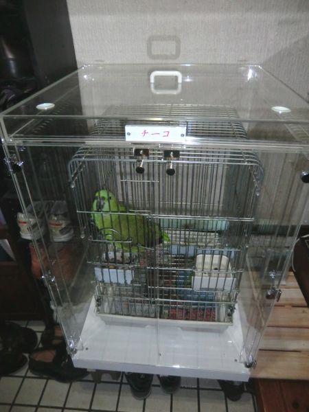 キエリボウシインコのアクリルケース
