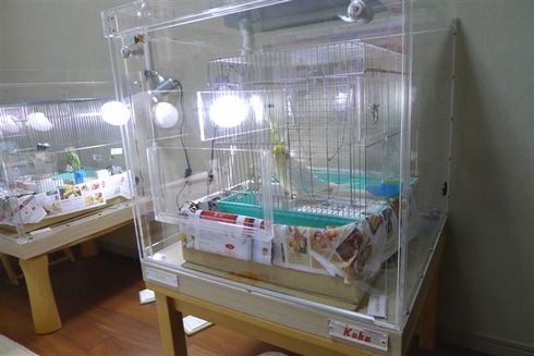 �I�J���C���R�̒���������ꂽ�A�N�����P�[�X