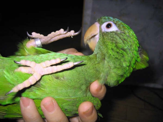 �����ɂȂ�C���R