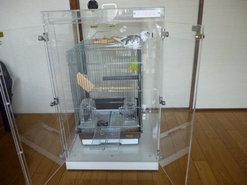 オカメインコの鳴き声対策に