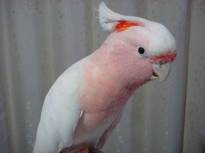 クルマサカオウム