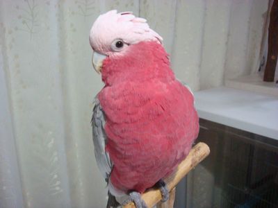 モモイロインコ