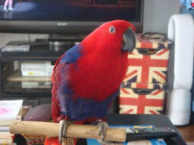 オオハナインコ