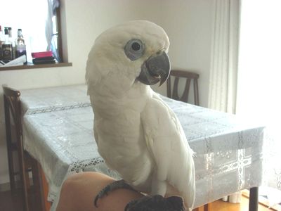 パンダコカトゥ