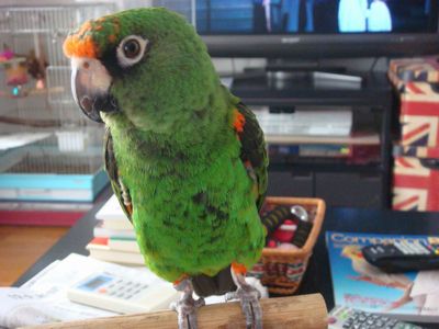 ズアカハネナガインコ