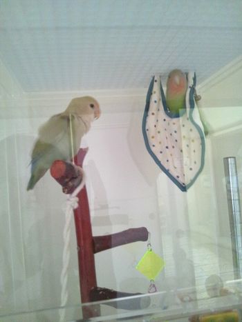 布にくるまれて遊ぶコザクラインコ