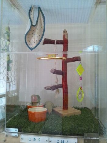 アクリルケースの中に止まり木スタンド