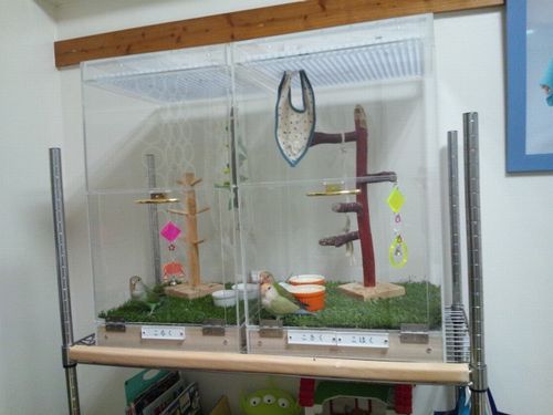 コザクラインコ アクリルケース
