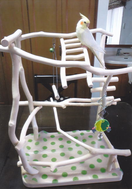 �o�[�h�W���̑�ɉ���΍�