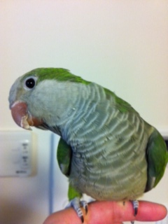 �I�L�i�C���R