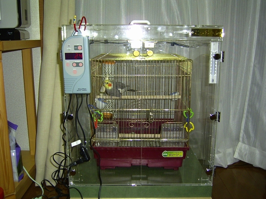 �I�J���C���R�̃A�N�����P�[�X