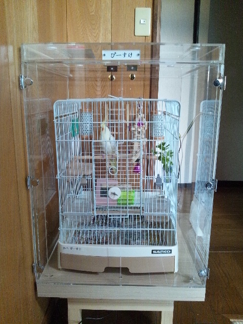 �I�J���C���R�̒���������ꂽ�A�N�����P�[�X