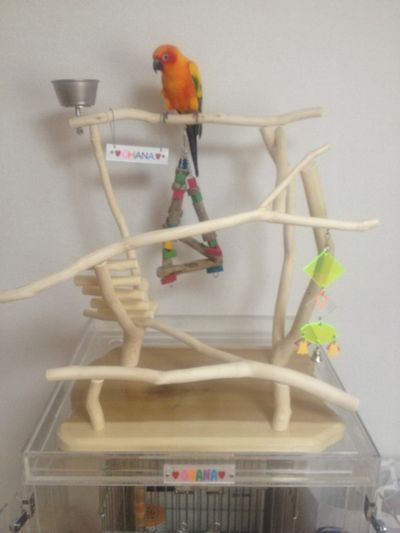 �o�[�h�W���ɏ��R�K�l���L�V�R�C���R