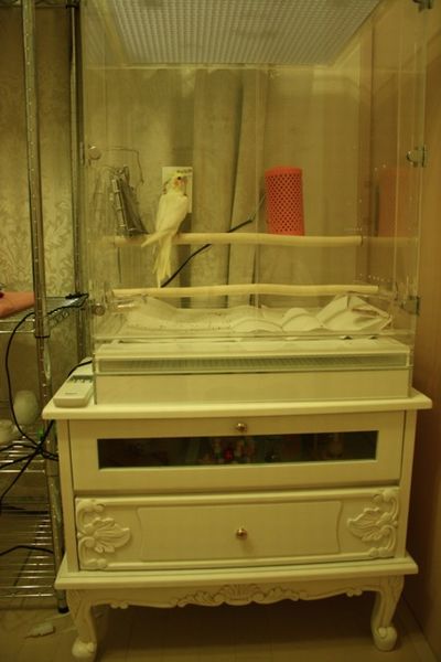 オカメインコのアクリルケース