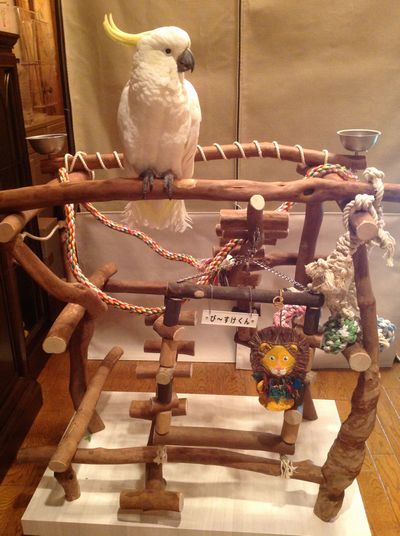 �傫�ȃL�o�^��