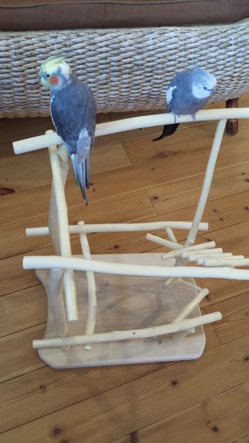 �o�[�h�W���ɏ��I�J���C���R