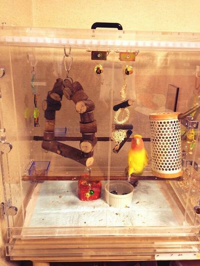 �R�U�N���C���R�̃A�N�����P�[�X