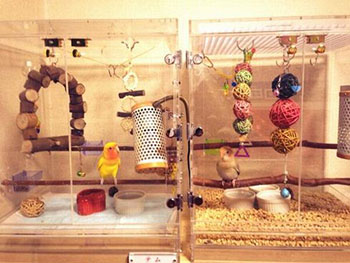 �R�U�N���C���R�̃A�N�����P�[�X