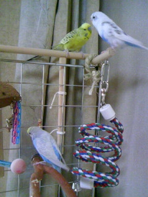 �Z�L�Z�C�C���R